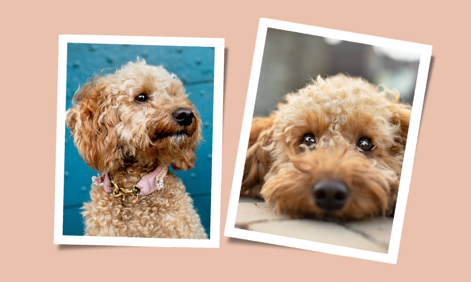 Rasseportrait: Goldendoodle