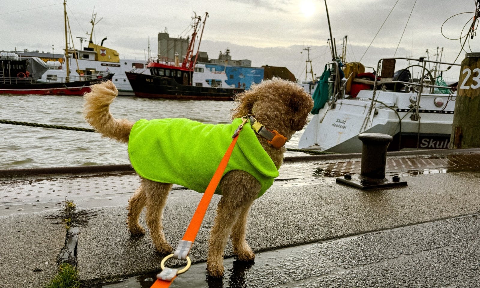 Büsumer Hafen mit Hund