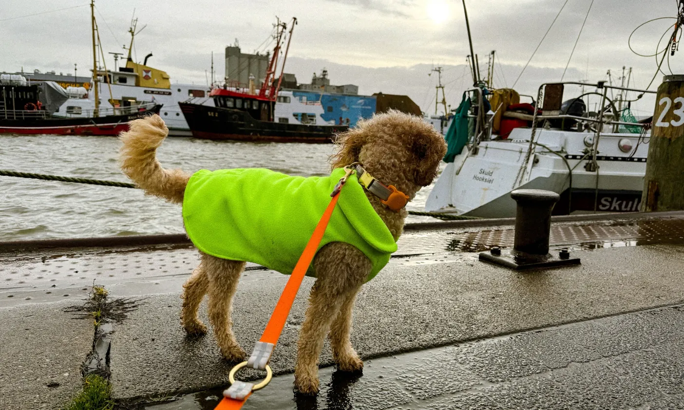 Büsumer Hafen mit Hund