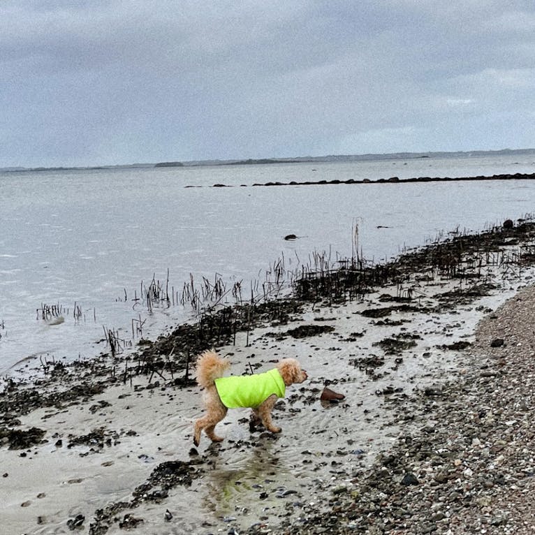 Helnæs Mølle mit Hund