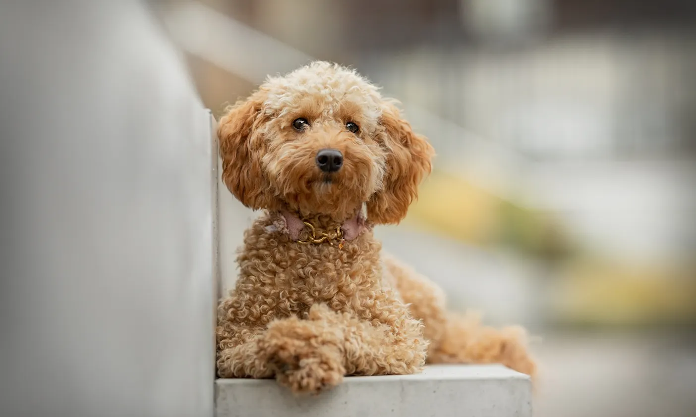 Mini Goldendoodle F1B