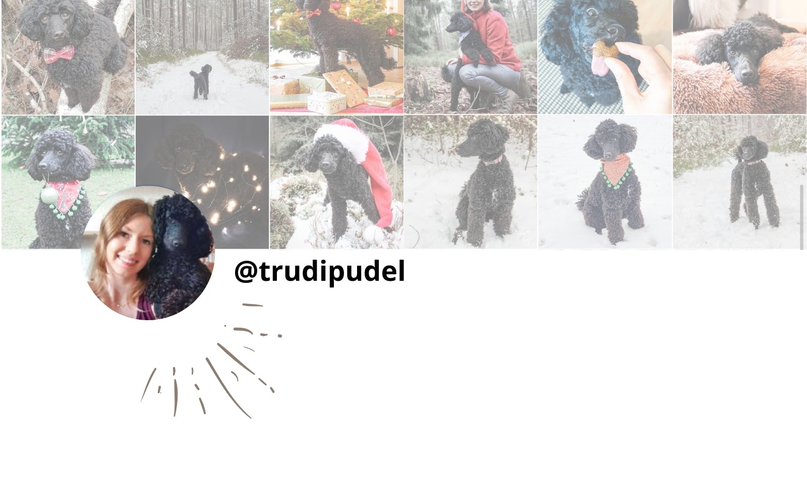 Petfluencer Instagram Trudi Pudel