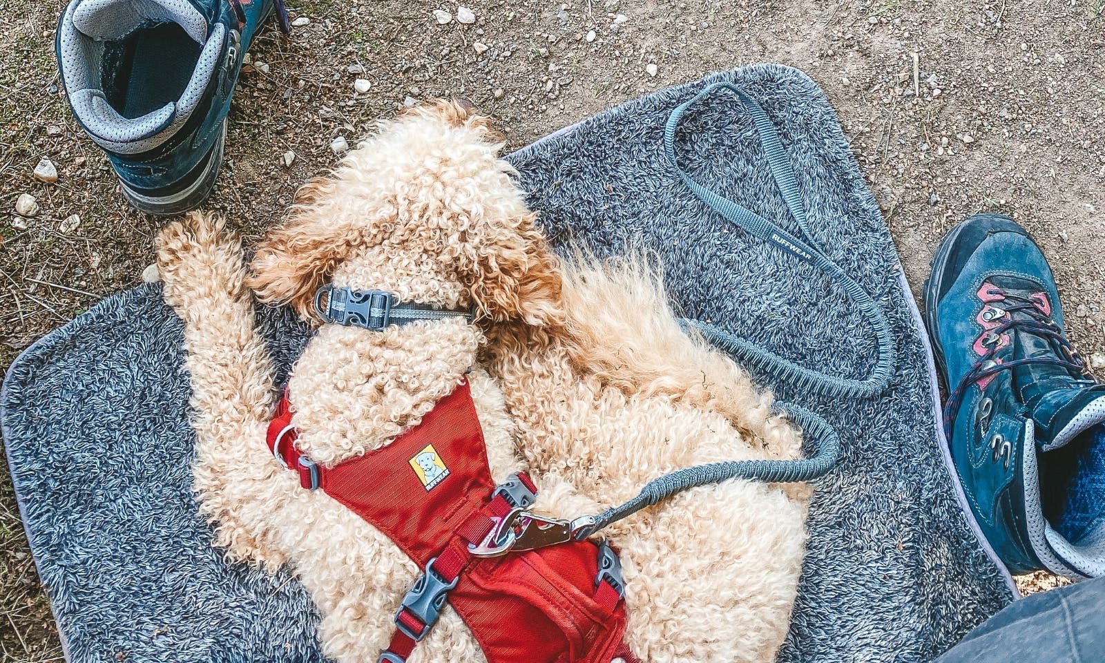 Trekkingausrüstung für Hunde Die ultimative Packliste 🐾 java.minidoodle