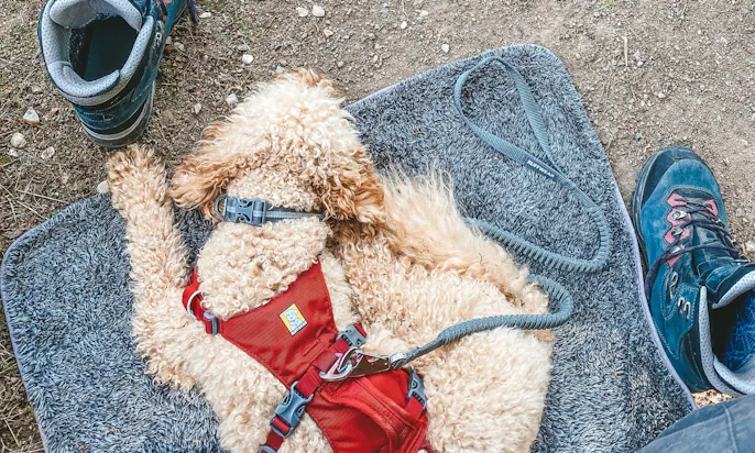 Goldendoodle Java beim Wandern