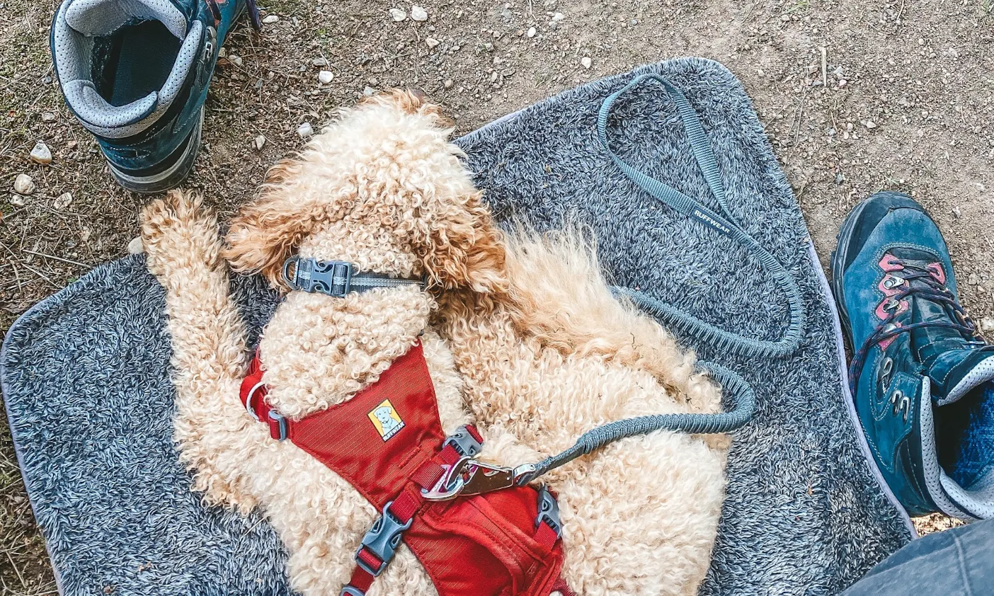Hundedecke für unterwegs