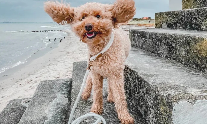 Tauhalsband für Hunde für unterwegs am Strand
