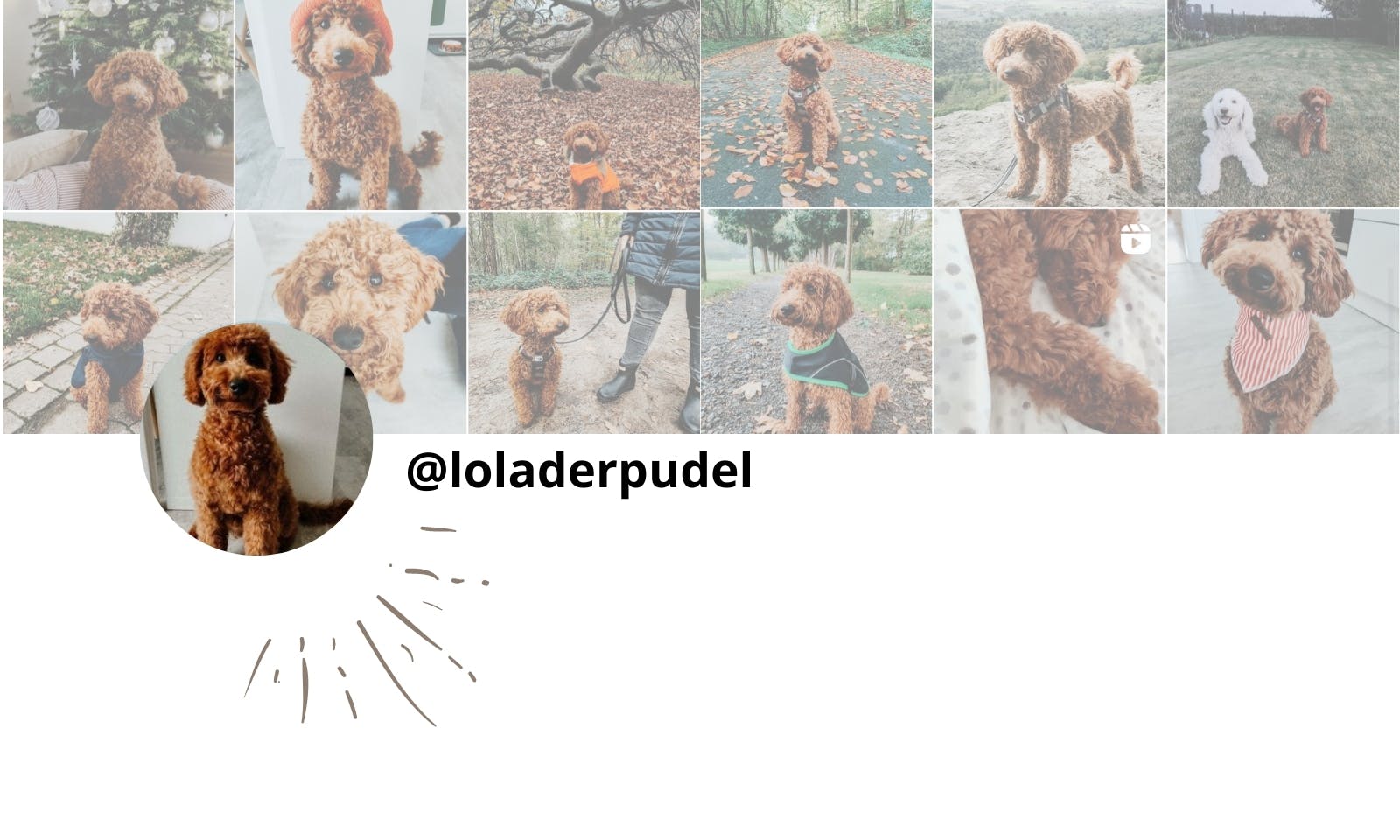 Petfluencer Pudel Lola