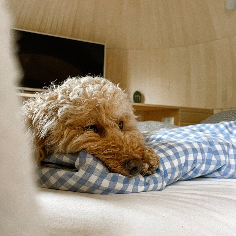 Glamping im Iglucamping mit Hund in Bayern
