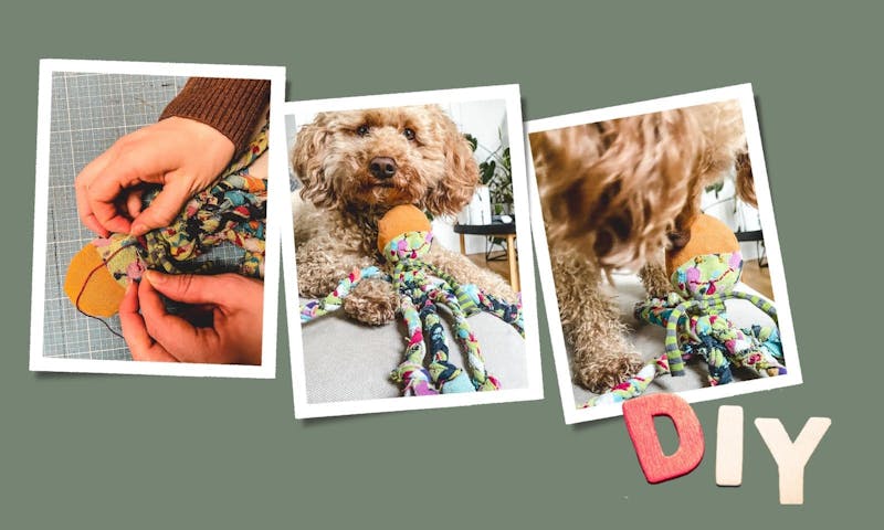 Upcycling: Hundespielzeug aus alten Socken basteln