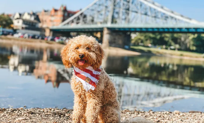 Pudel in Dresden mit Elbhunde Hundehalstuch