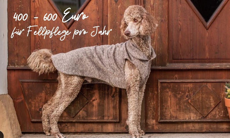 Versteckte Kosten bei Königspudel: 400 - 600 € pro Jahr für den Hundesalon