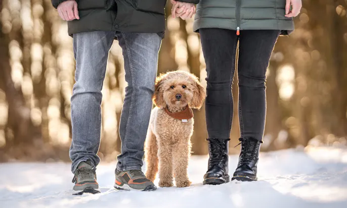 Mini Goldendoodle Java