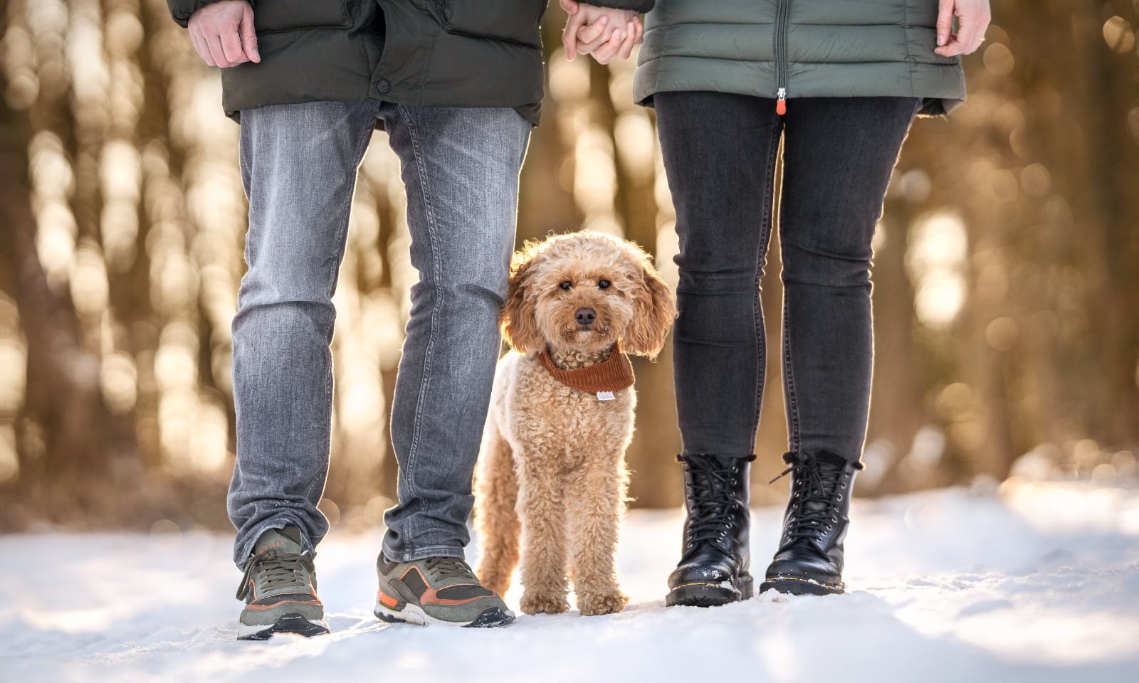Mini Goldendoodle Java