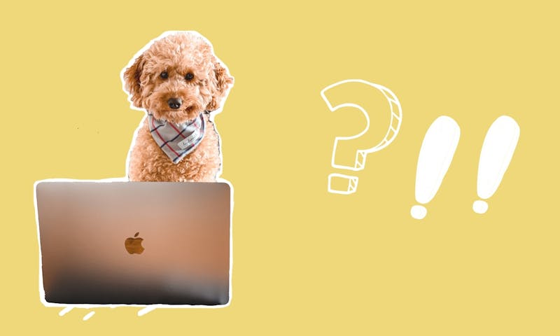 BÃ¼rohund mit MacBook