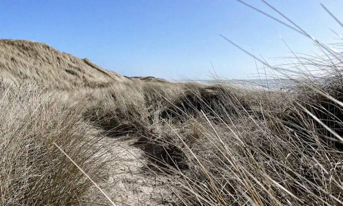 Blåvand Dünen am Strand