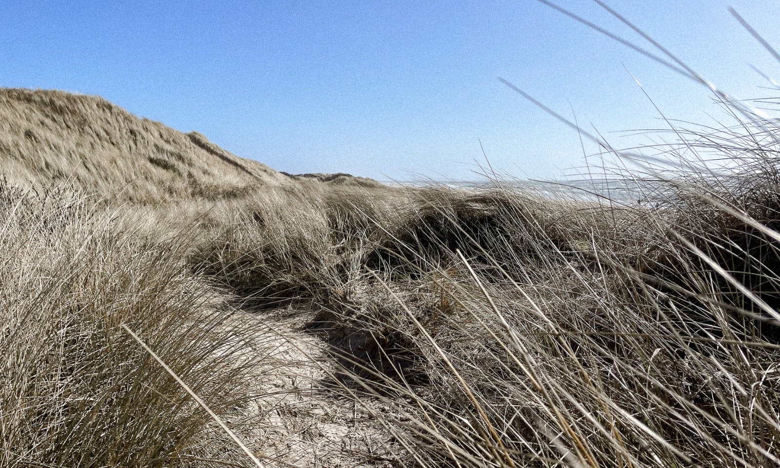 Dünen in Blavand