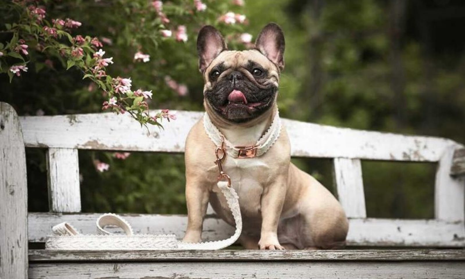 Hochzeit mit Hund: Boho vintage Style