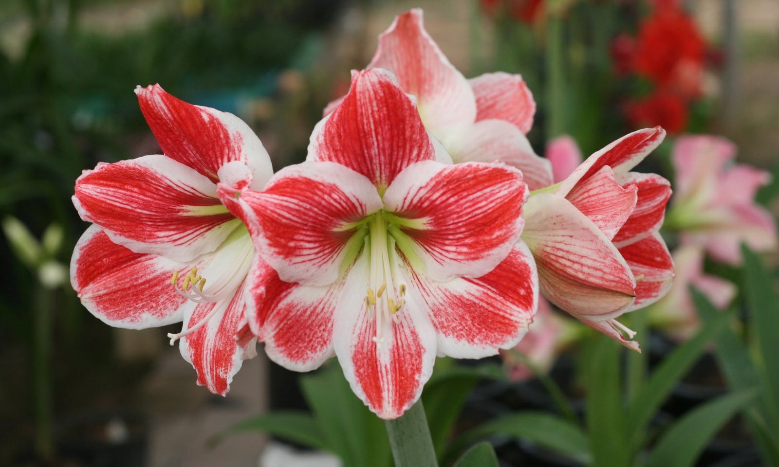 Giftige Pflanzen für Hunde: Amaryllis