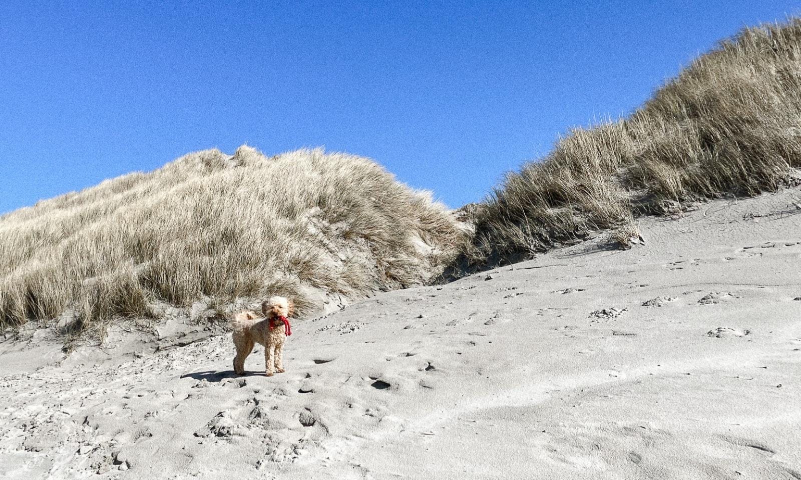 Goldendoodle am dänischen Strand an der Nordsee in Blavand