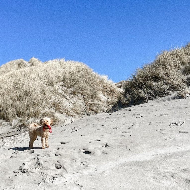 Goldendoodle genießt den Strandurlaub im Hvidbjerg Ferienpark