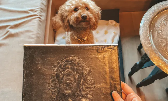 Pudel und Goldendoodle