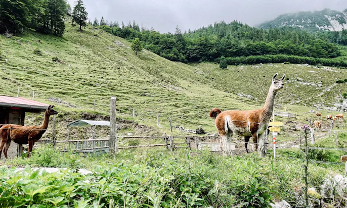 Hundefreundliche Aktivitäten am Wilden Kaiser