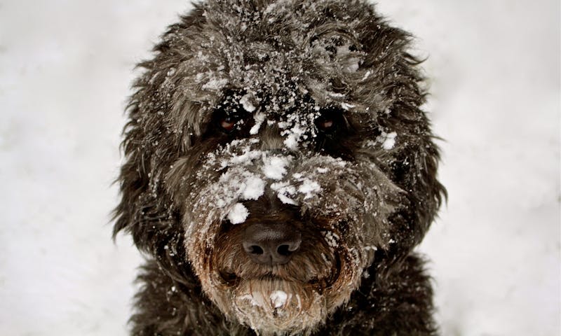 Pudelmischling im Schnee