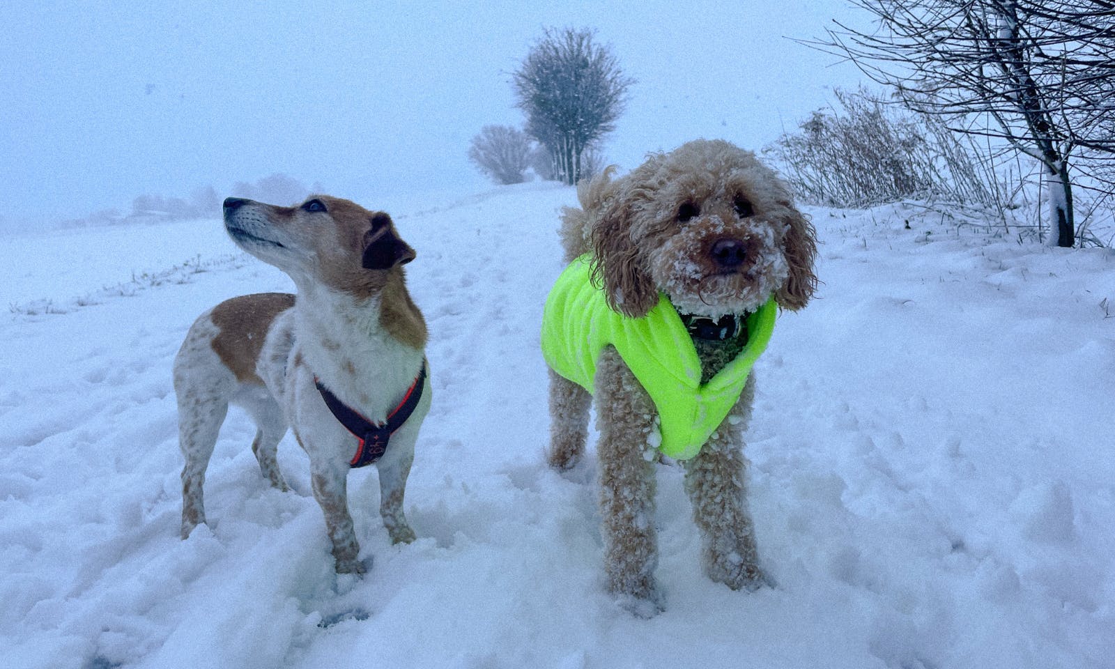 Richtige Pfotenpflege für den Winter für Hunde bei Schnee, Kälte und Salz