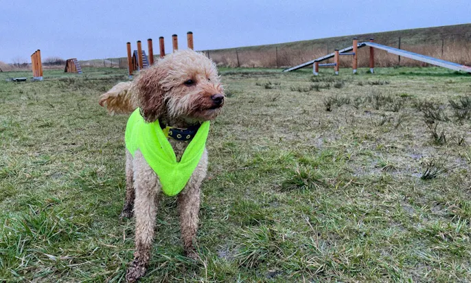 Hundefreundlicher Campingplatz in Dänemark