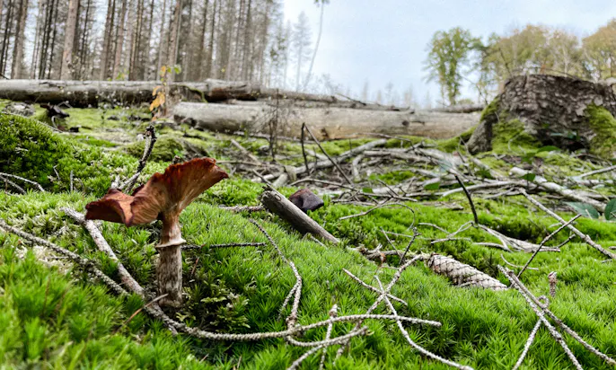 Wandern mit Hund im Bergischen Land