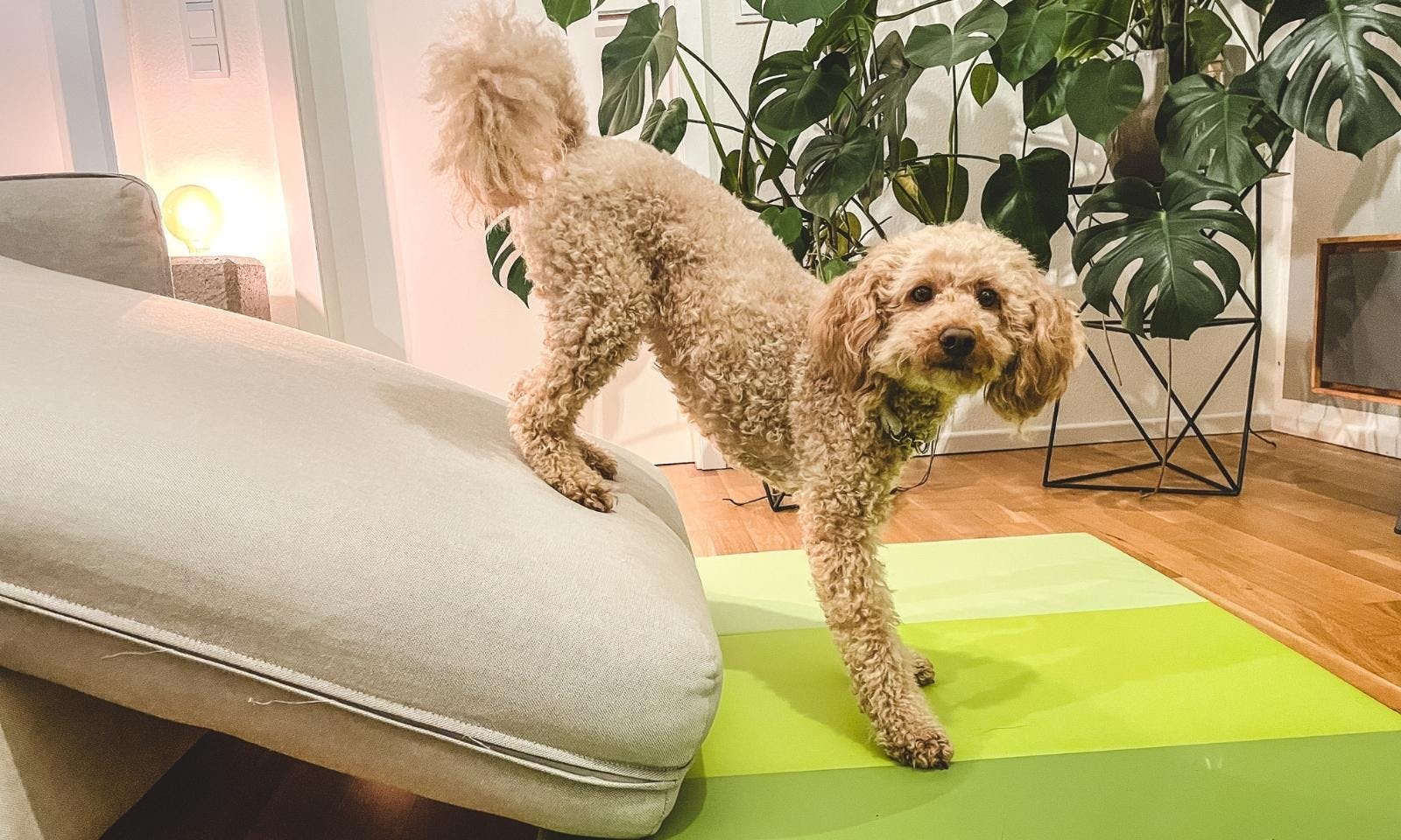 Ikea für Hunde: Tolles Hundetraining mit dem IKEA-Sofa