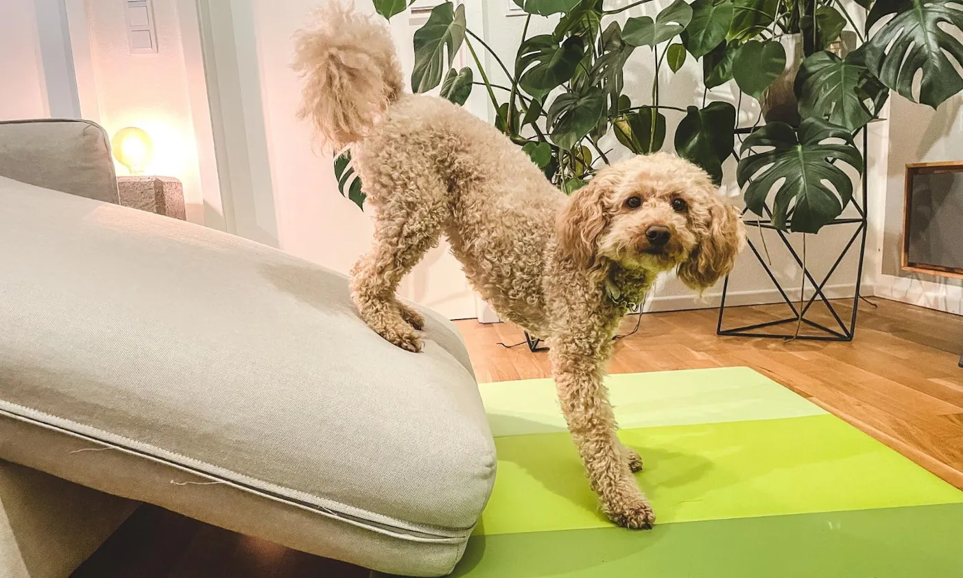 Hund macht einen Trick auf einer Indoor-Trainingsmatte