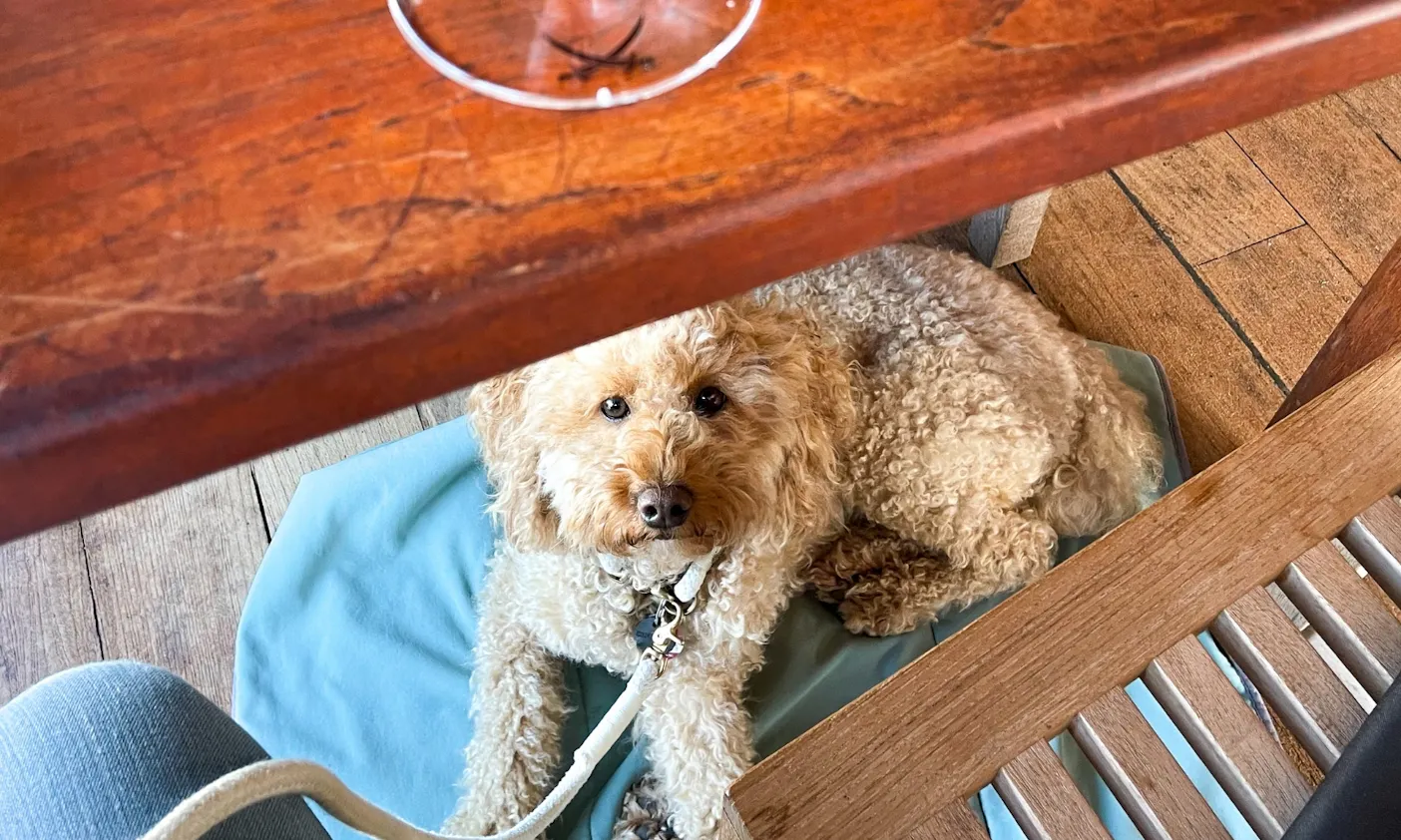 Hundefreundliche Restaurants & Cafés