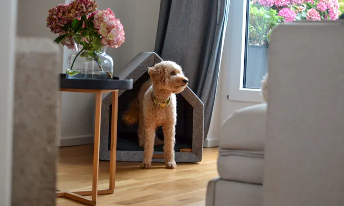 Rexproduct: Nachhaltige Hundehütte für die Wohnung