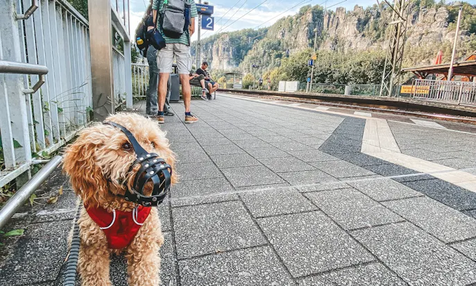 Unterwegs mit Hund in Sachsen: Hunde müssen Maulkörbe tragen