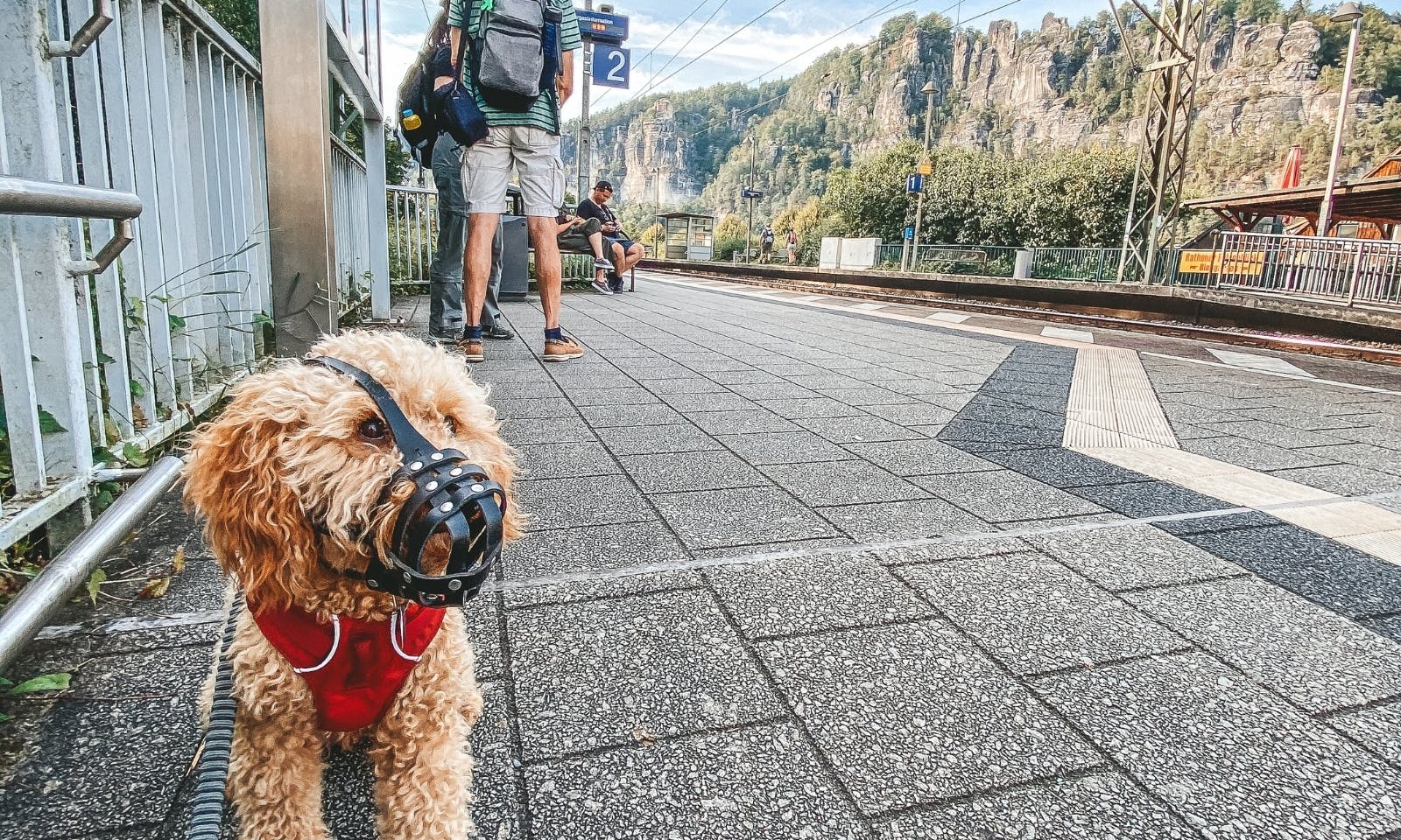 Hund am Bahnhof mit Maulkorb in der Sächsischen Schweiz