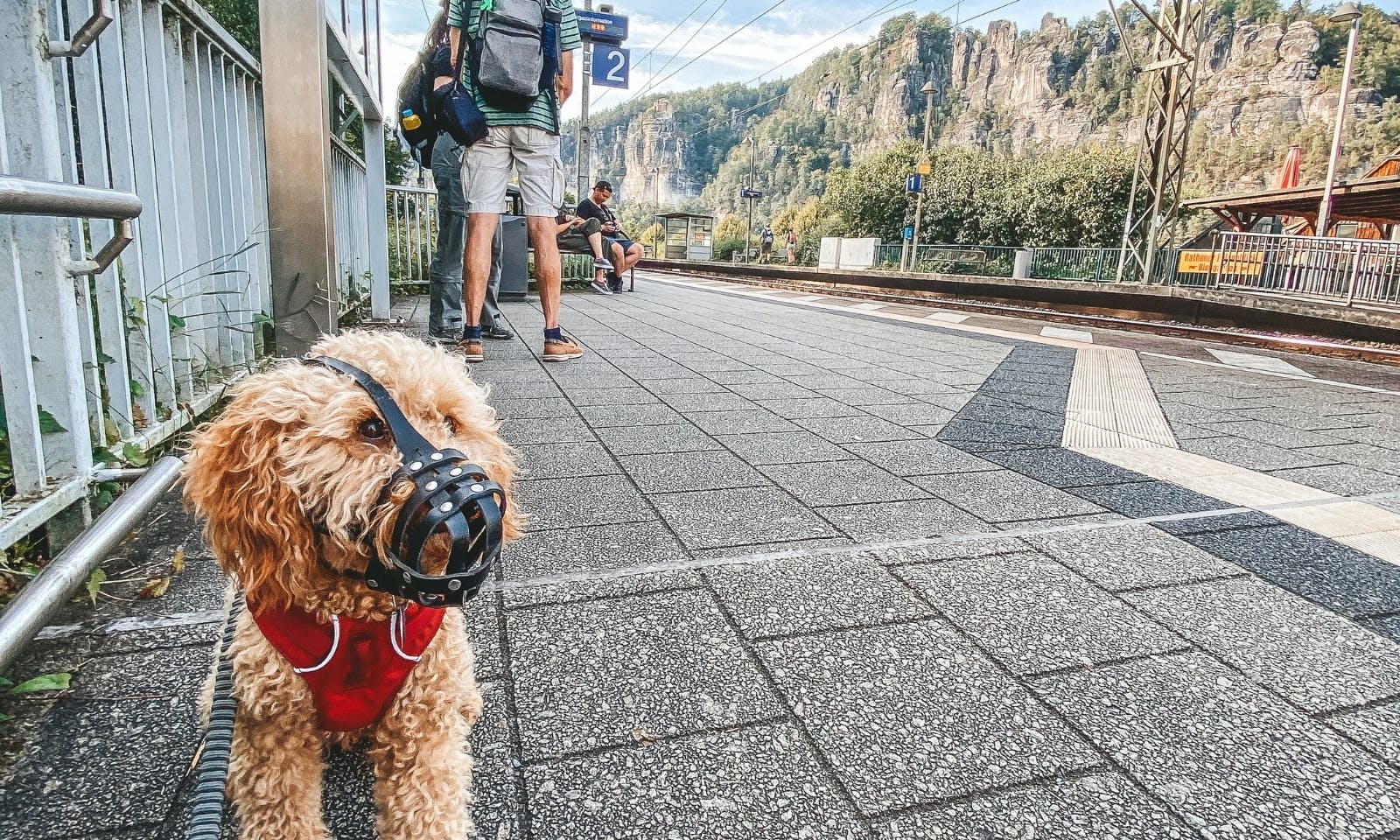 Goldendoodle mit Maulkorb in der Säschischen Schweiz