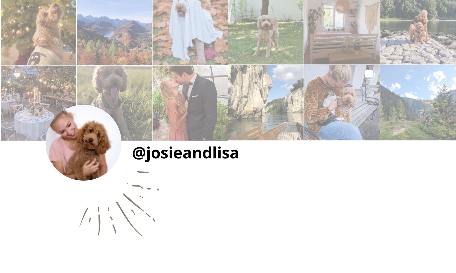 Petfluencer Instagram Pudel Josie