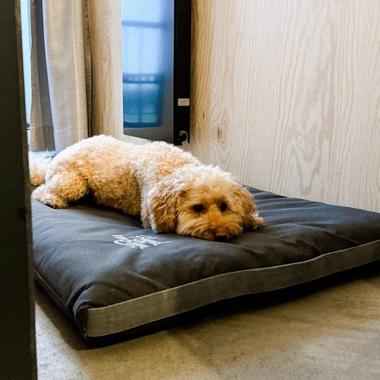 Hundefreundliches Hotel in Büsum: Bretterbude