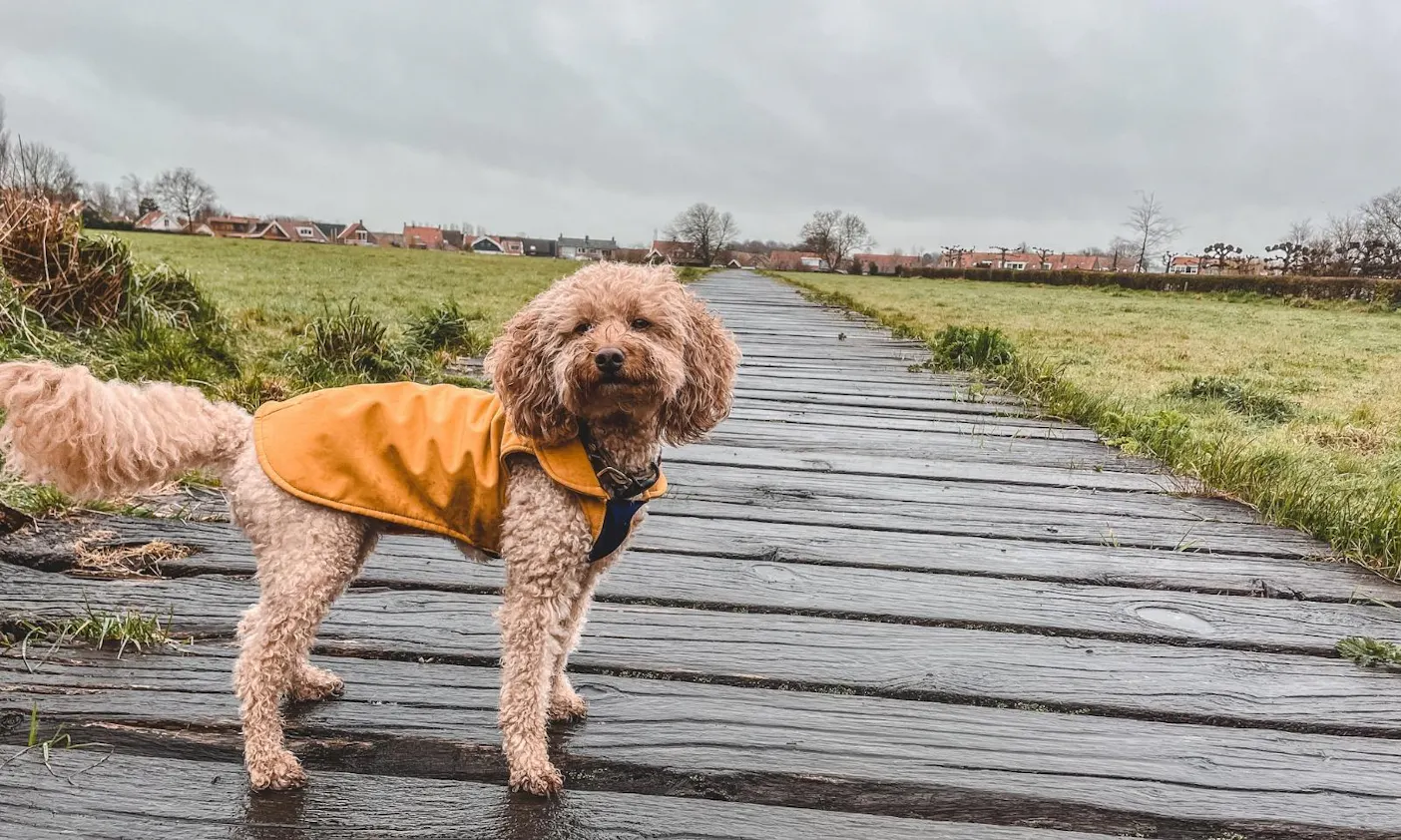 Goldendoodle in Burgh-Haamstede auf Entdeckungstour