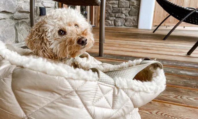 Hundefreundliches Hotel in Tirol am Wilden Kaiser in Scheffau: Kaiserlodge