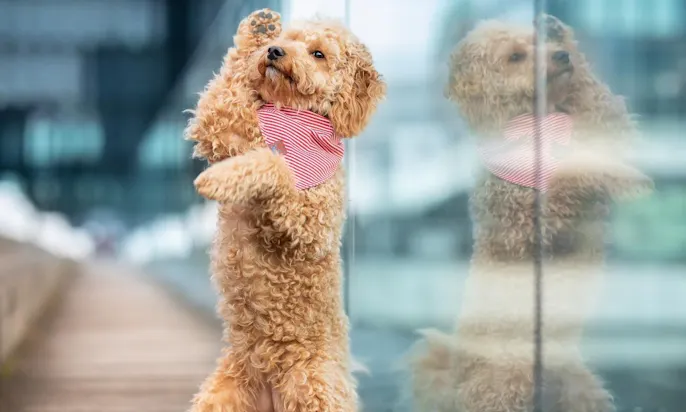 Mini Goldendoodle macht Hundetrick "shy" und dabei Männchen