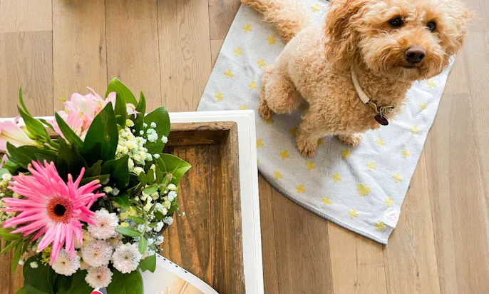 hundefreundliches Hotel auf Sylt Suitehotel Windhuk