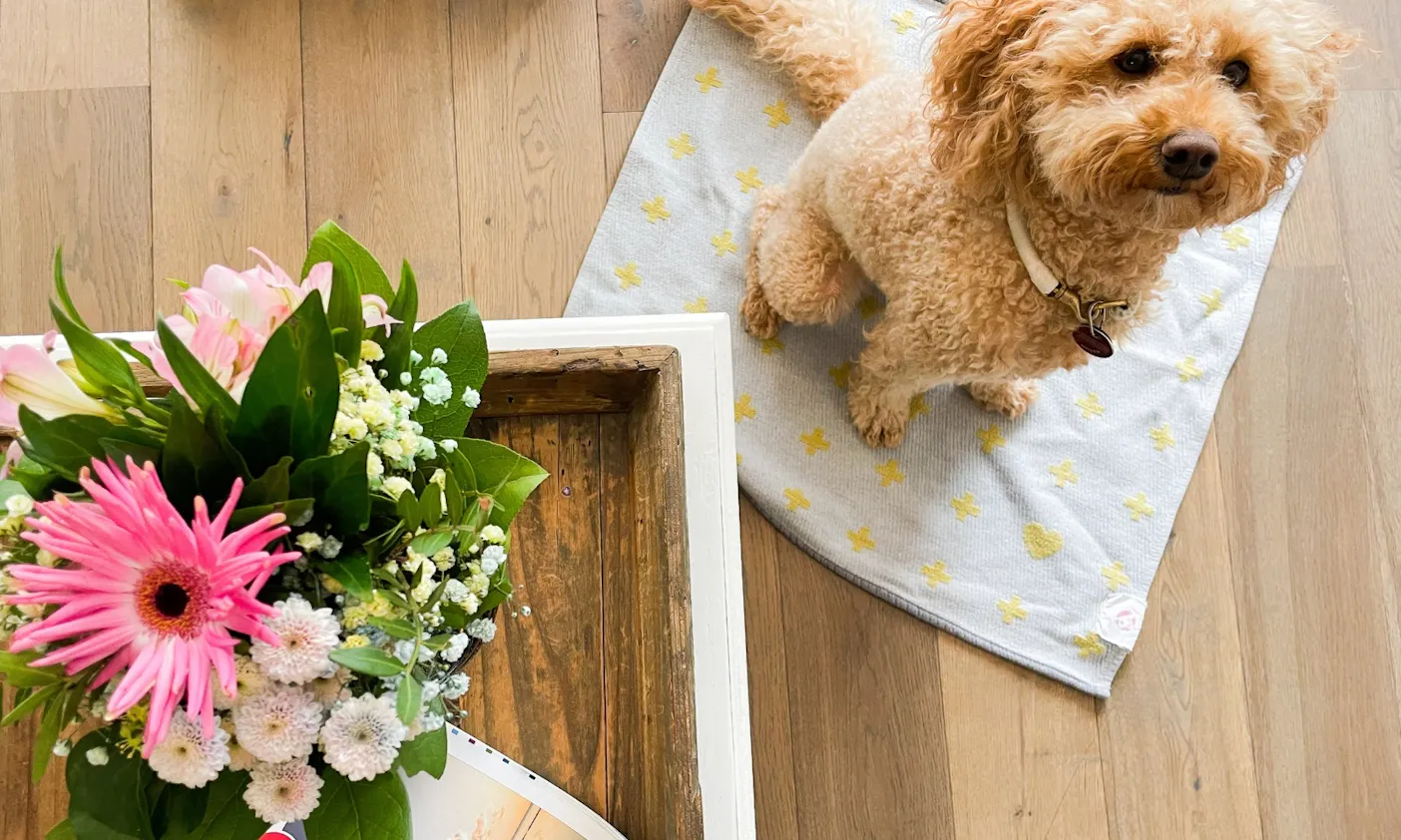 Hundefreundliche Hotels auf Sylt