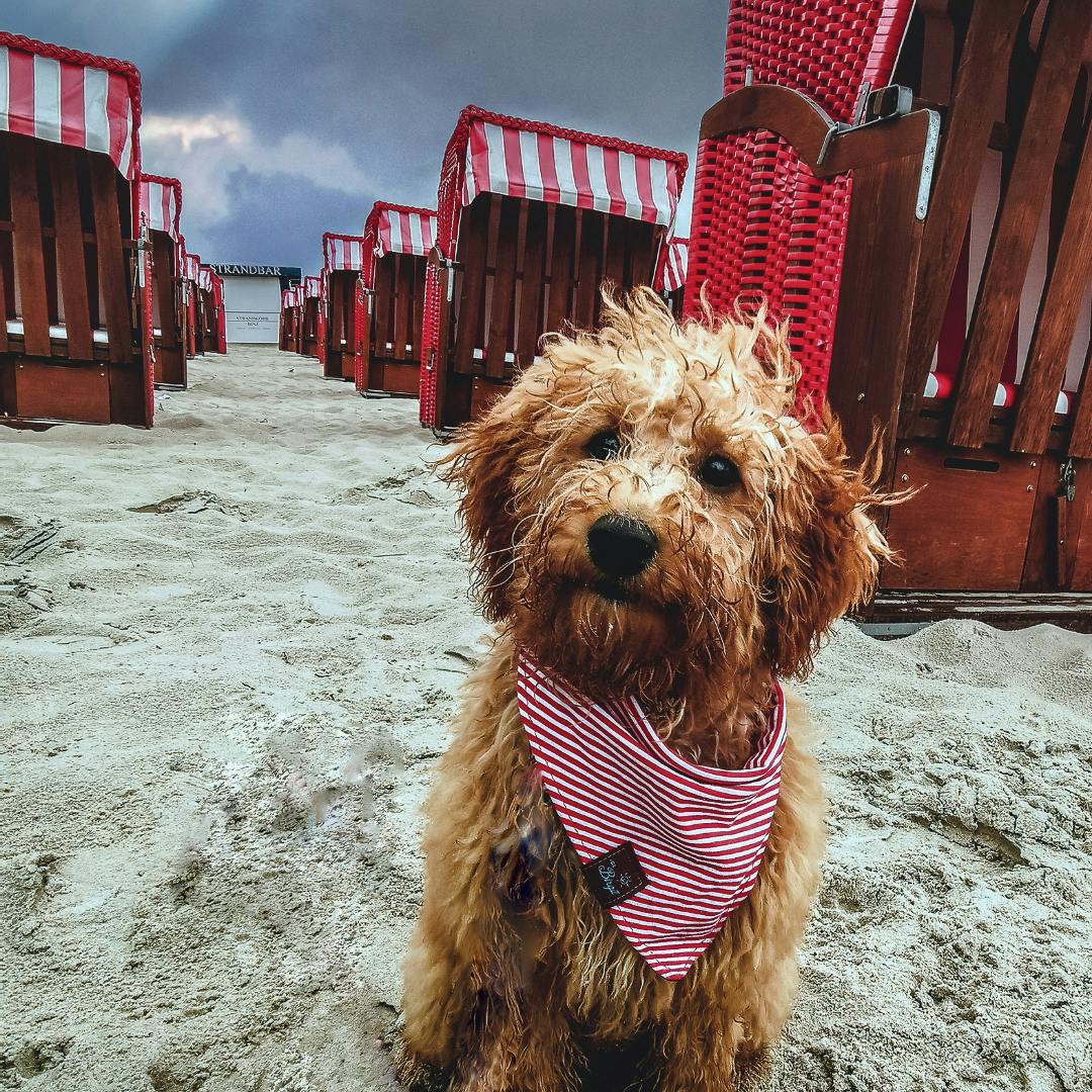 Urlaub auf Rügen mit Hund
