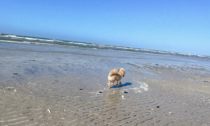 Westlicher Punkt Dänemarks mit Hund