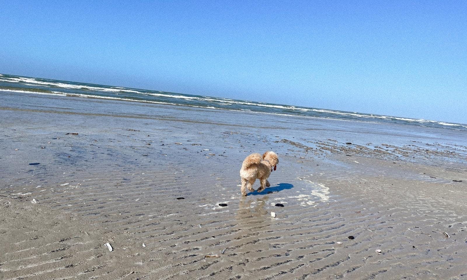 Westlicher Punkt Dänemarks mit Hund