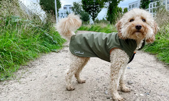 Sonderlänge für Regenmantel für Pudel, Dackel und Doodles
