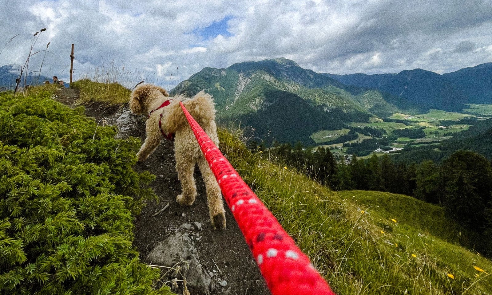 Regeln für Hunde in den Kitzbüheler Alpen