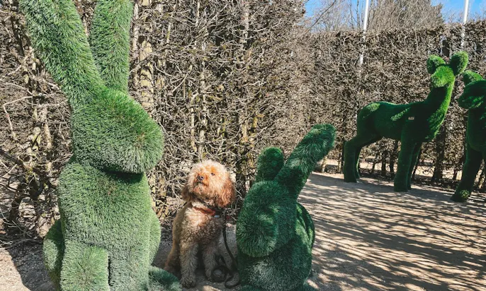 Labyrinth Dreiländereck bei Aachen mit Hund